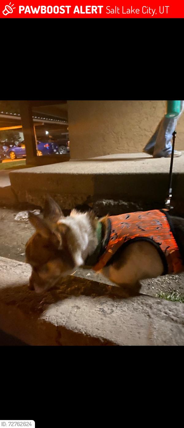 Lost Male Dog last seen Near s State Street, salt lake City, Utah, 84111, Salt Lake City, UT 84114