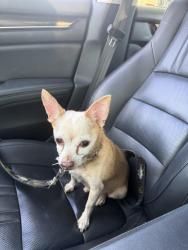 Found/Stray Male Dog last seen Maryville High School, Maryville, TN 37804