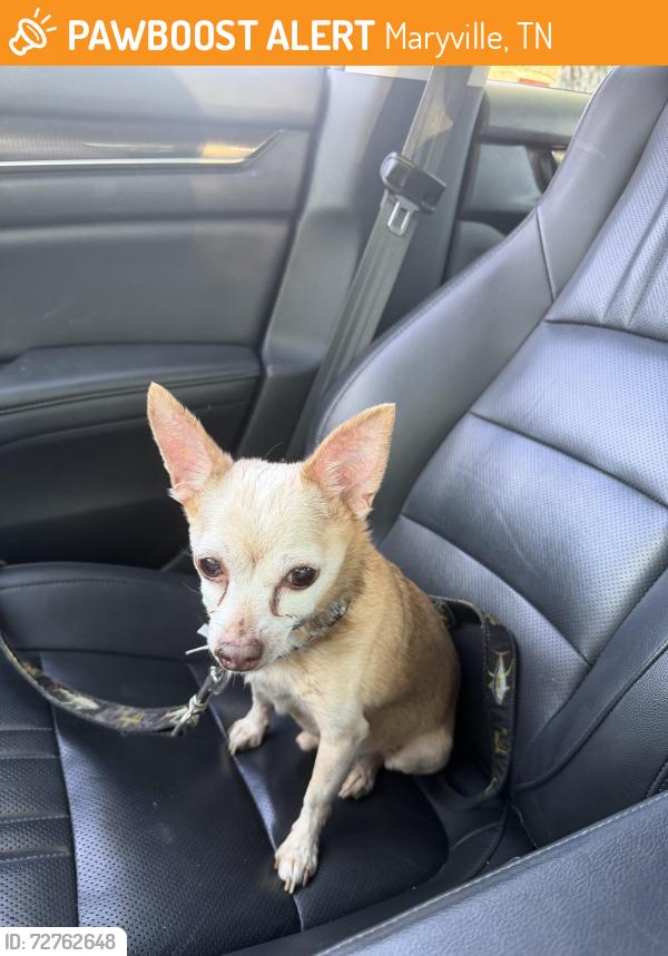 Found/Stray Male Dog last seen Maryville High School, Maryville, TN 37804