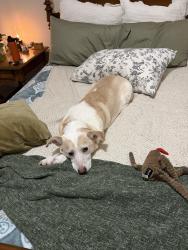 Found/Stray Male Dog last seen na, Charlotte, NC 28216