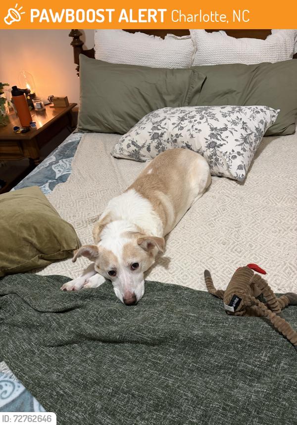 Found/Stray Male Dog last seen na, Charlotte, NC 28216