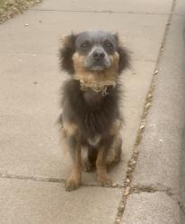Found/Stray Male Dog last seen Illinois and north dewberry , Midland, TX 79703