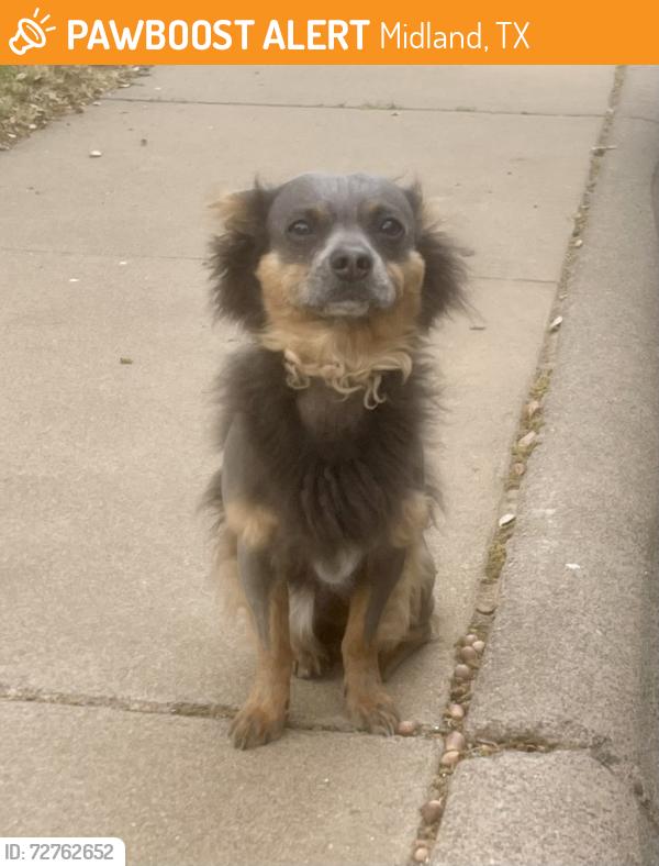 Found/Stray Male Dog last seen Illinois and north dewberry , Midland, TX 79703