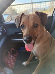 Found/Stray Female Dog last seen Main Street , Riverside, CA 92501