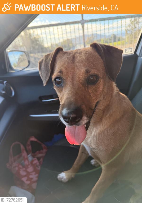 Found/Stray Female Dog last seen Main Street , Riverside, CA 92501