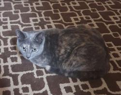 Reunited Female Cat last seen Maple Butterfield &Fifefield cres or possibly parking Reptilia Vaughan, Vaughan, ON L6A 1J4