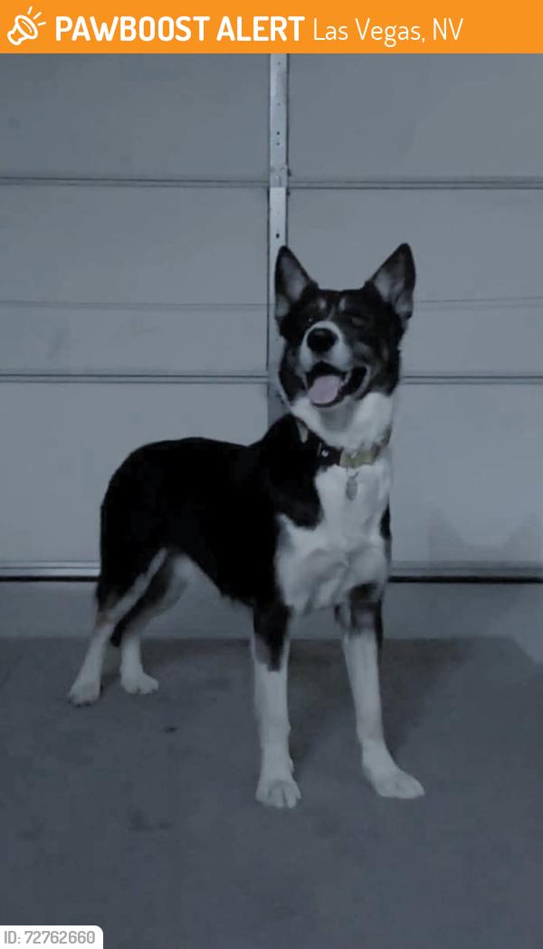 Found/Stray Male Dog last seen East Charleston and Hollywood, Las Vegas, NV 89101