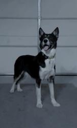 Found/Stray Male Dog last seen East Charleston and Hollywood, Las Vegas, NV 89101