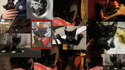 Lost Male Cat last seen Super King Markets, Altadena, CA 91001