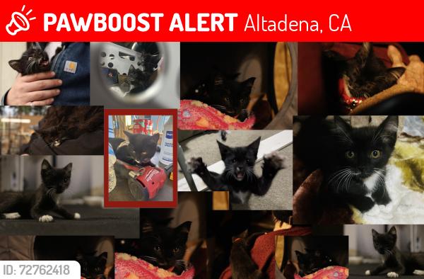 Lost Male Cat last seen Super King Markets, Altadena, CA 91001