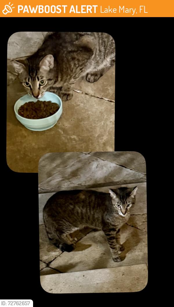 Found/Stray Unknown Cat last seen Heathrow Blvd and Baywater Ct, Lake Mary, FL 32746