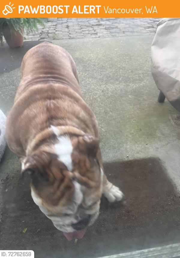 Found/Stray Female Dog last seen Ne 109th Ave & Burton, Vancouver, WA 98661