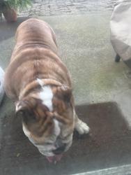 Found/Stray Female Dog last seen Ne 109th Ave & Burton, Vancouver, WA 98661