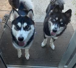 Found/Stray Male Dog last seen Calle Medusa /Riverton, Temecula, CA 92591