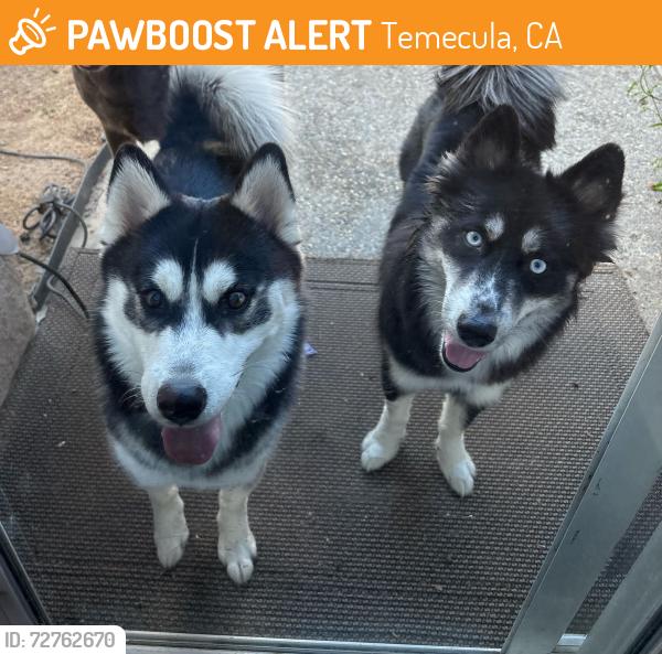Found/Stray Male Dog last seen Calle Medusa /Riverton, Temecula, CA 92591