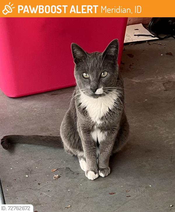 Found/Stray Unknown Cat last seen Meridian and McMillian, Meridian, ID 83646