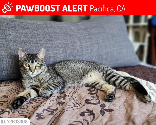 Lost Female Cat last seen Esplanade/Palmetto Ave, Pacifica, CA 94044