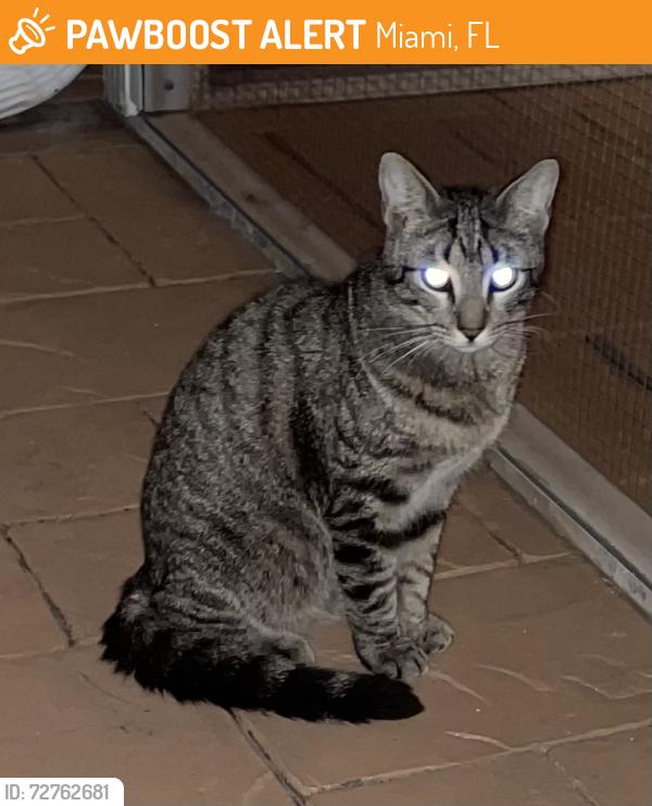 Found/Stray Unknown Cat last seen Near ave and sw 45 terrace, Miami, FL 33165
