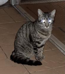 Found/Stray Unknown Cat last seen Near ave and sw 45 terrace, Miami, FL 33165