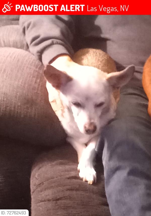 Lost Female Dog last seen Redstone and creekside, Las Vegas, NV 89145