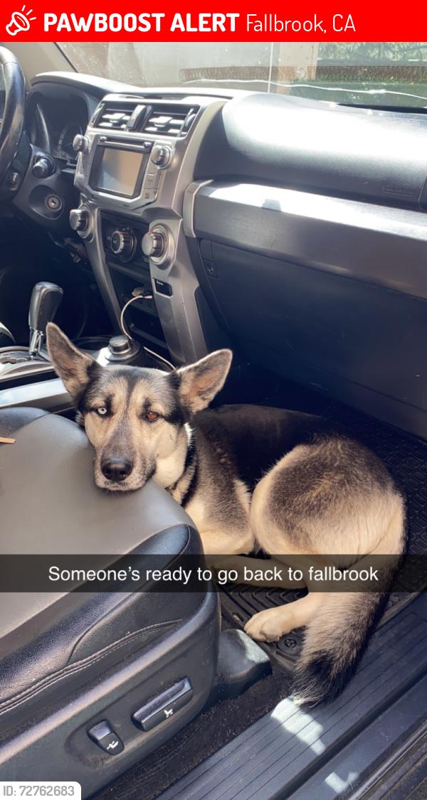 Lost Female Dog last seen Alvarado and brandenburg, Fallbrook, CA 92028