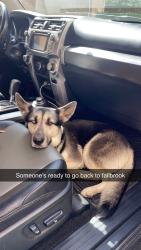 Lost Female Dog last seen Alvarado and brandenburg, Fallbrook, CA 92028