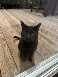 Found/Stray Unknown Cat last seen W 20th st and 82nd Ave , Greeley, CO 80634