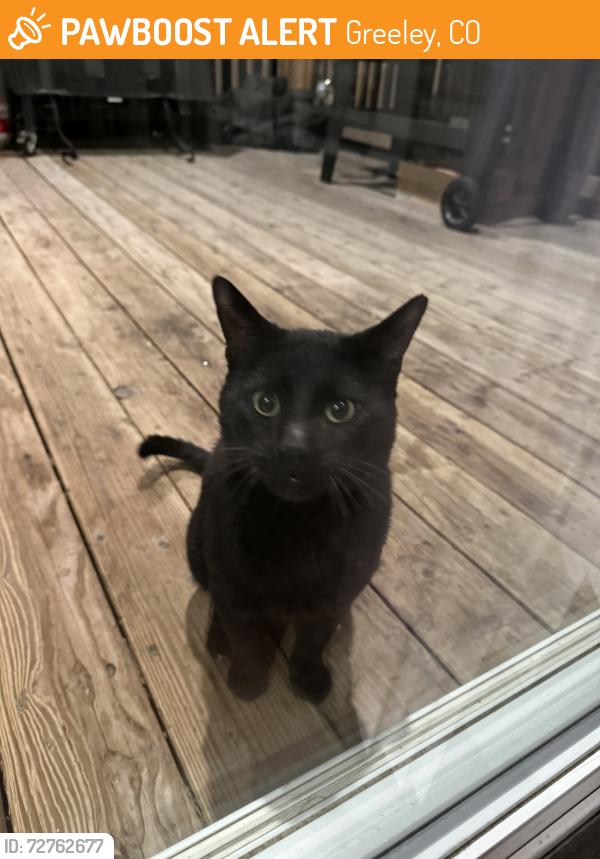 Found/Stray Unknown Cat last seen W 20th st and 82nd Ave , Greeley, CO 80634