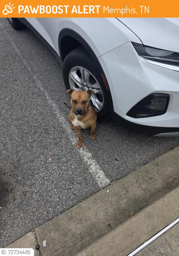 Found/Stray Male Dog last seen Fairway , Memphis, TN 38109