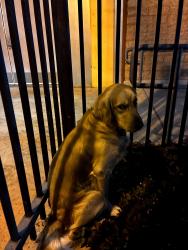 Found/Stray Male Dog last seen Civic center and flower, Santa Ana, CA 92701
