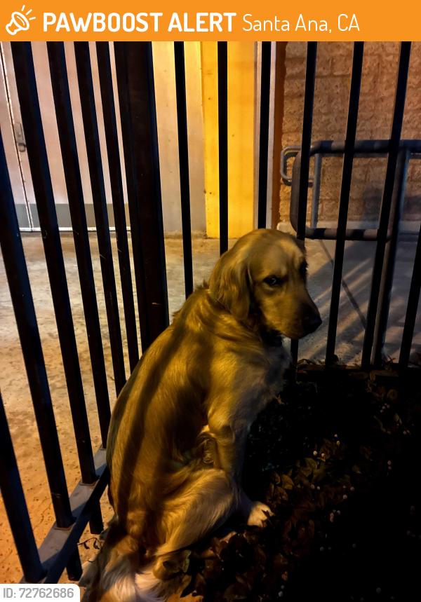 Found/Stray Male Dog last seen Civic center and flower, Santa Ana, CA 92701