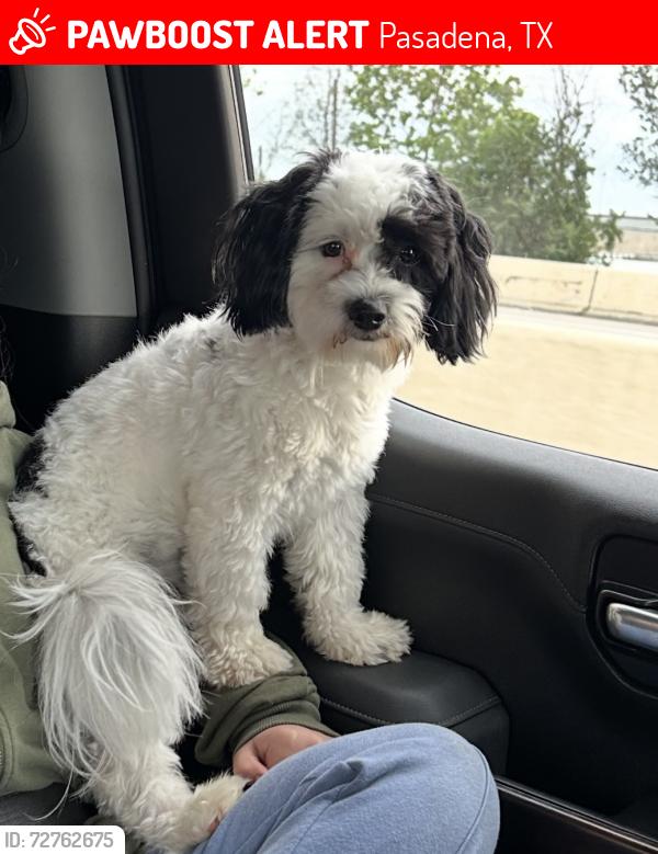 Lost Male Dog last seen Dorothy st Pasadena Tx 77502, Pasadena, TX 77502