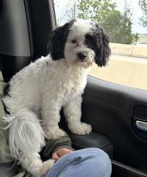 Lost Male Dog last seen Dorothy st Pasadena Tx 77502, Pasadena, TX 77502