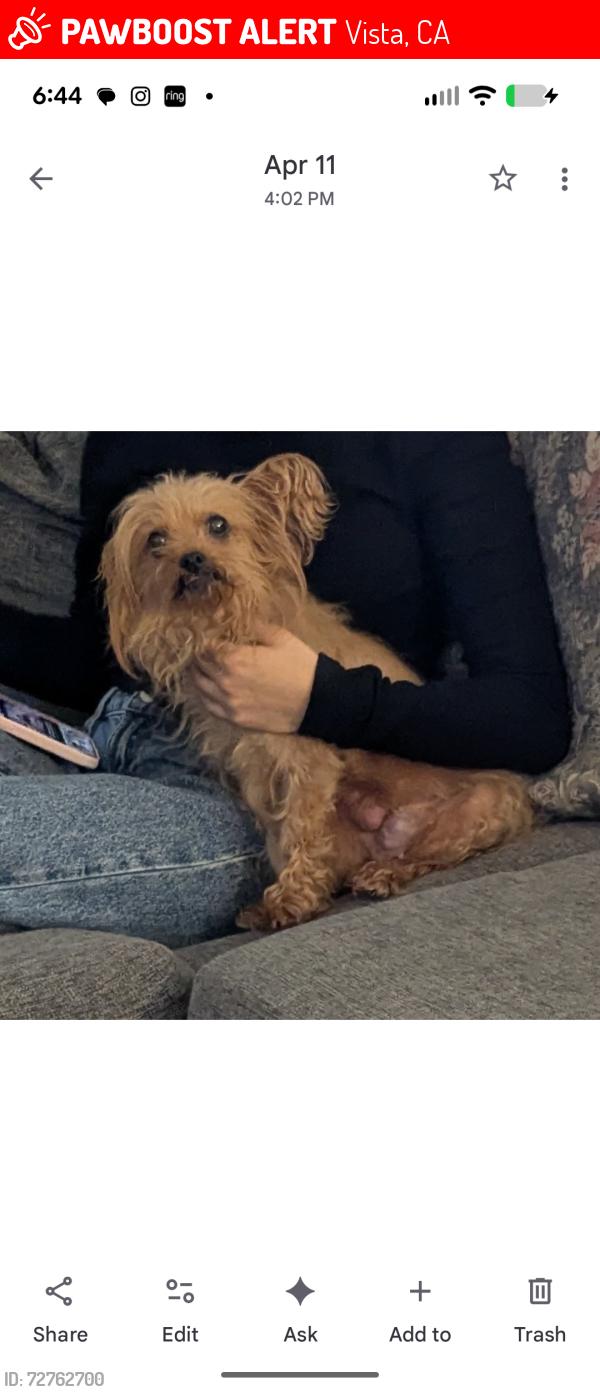 Lost Female Dog last seen E Indian rock road vista and Duo CT by Townsite , Vista, CA 92084
