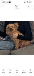Lost Female Dog last seen E Indian rock road vista and Duo CT by Townsite , Vista, CA 92084