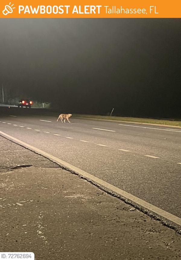 Found/Stray Male Dog last seen between chevron gas station and dollar general at light. Dollar general address is 9521 apalachee parkway , Tallahassee, FL 32311