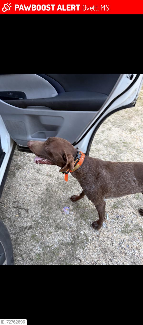 Lost Male Dog last seen Dollar general in Ovett , Ovett, MS 39464