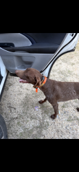Lost Male Dog last seen Dollar general in Ovett , Ovett, MS 39464