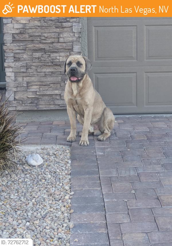 Found/Stray Male Dog last seen Thoughtful ave , North Las Vegas, NV 89081