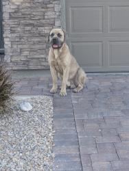Found/Stray Male Dog last seen Thoughtful ave , North Las Vegas, NV 89081