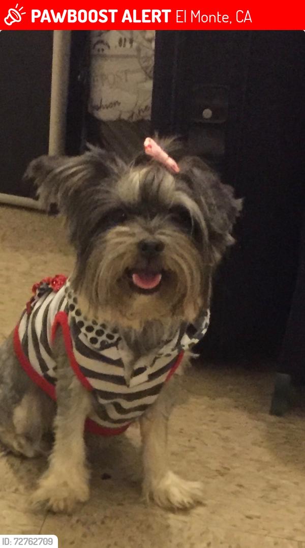 Lost Female Dog last seen Amador st and Santa Anita st El.Monte CA, El Monte, CA 91731