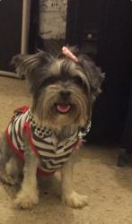 Lost Female Dog last seen Amador st and Santa Anita st El.Monte CA, El Monte, CA 91731