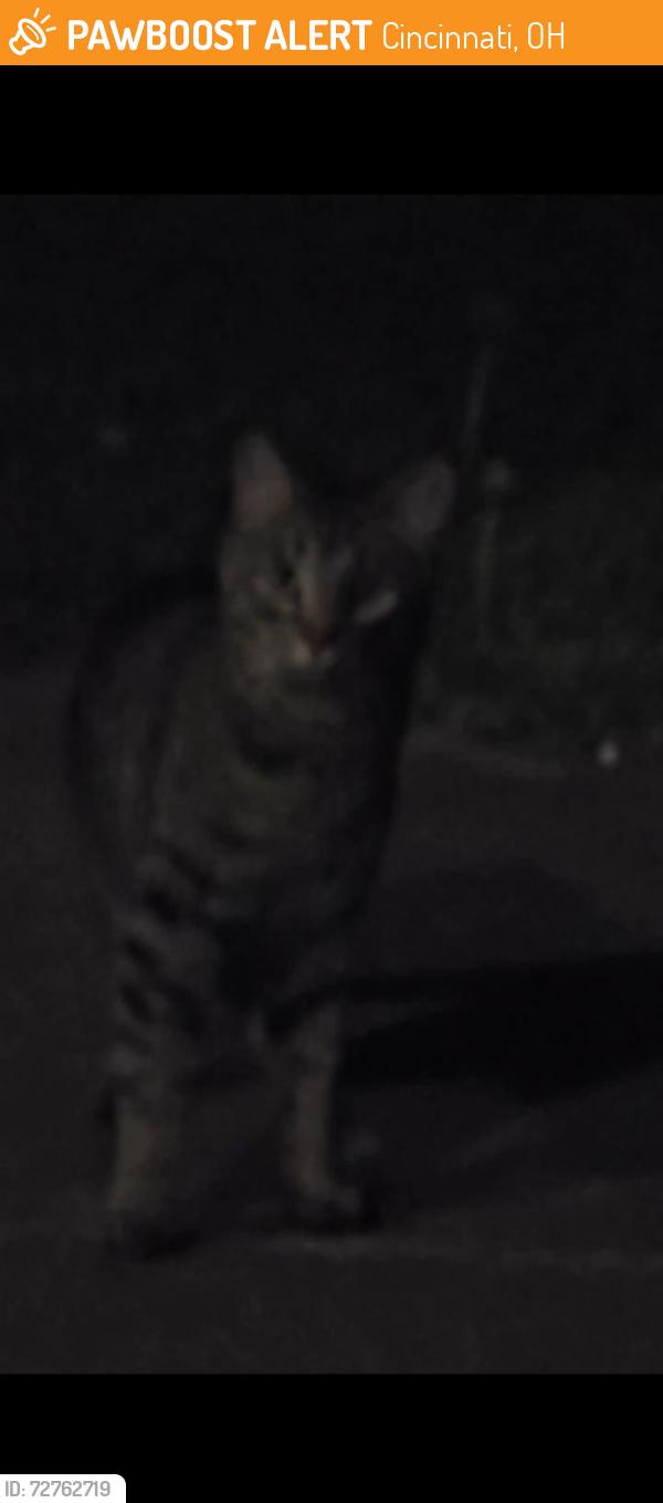 Found/Stray Unknown Cat last seen Powner farm  drive, Cincinnati, OH 45248