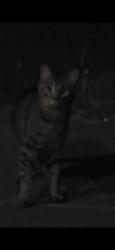 Found/Stray Unknown Cat last seen Powner farm  drive, Cincinnati, OH 45248