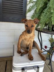 Found/Stray Female Dog last seen Morgan cemetery, Cleveland, TX 77372