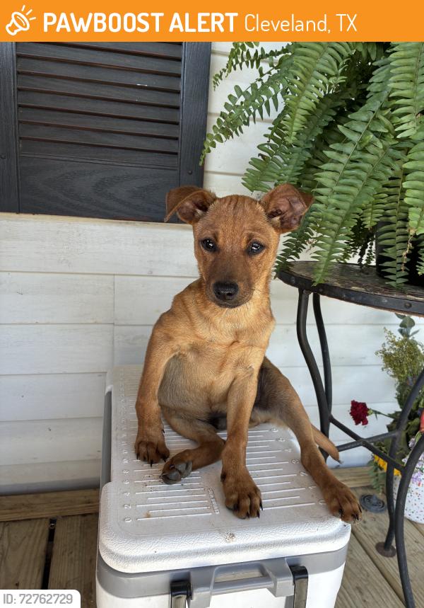 Found/Stray Female Dog last seen Morgan cemetery, Cleveland, TX 77372