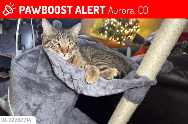 Lost Male Cat last seen Illiff and Idalia , Aurora, CO 80013