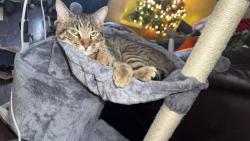 Lost Male Cat last seen Illiff and Idalia , Aurora, CO 80013