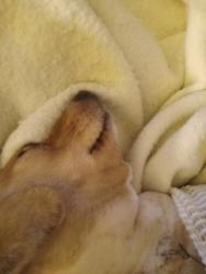 Lost Female Dog last seen Coladge st, Woodville, AL 35776