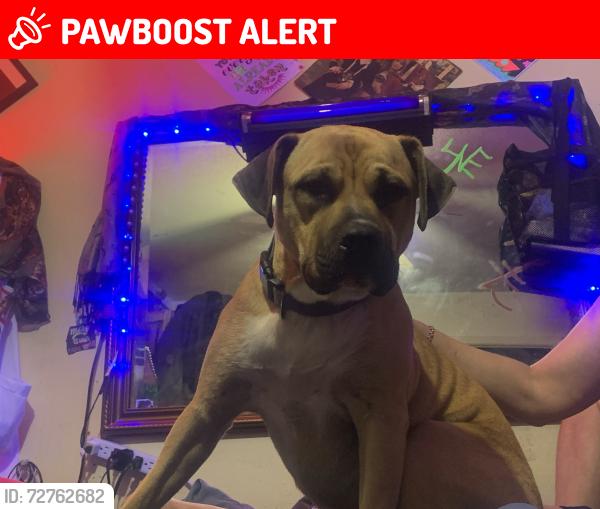 Lost Male Dog last seen Green Acres / Shell gas station/ College , Fort Walton Beach, FL 32547